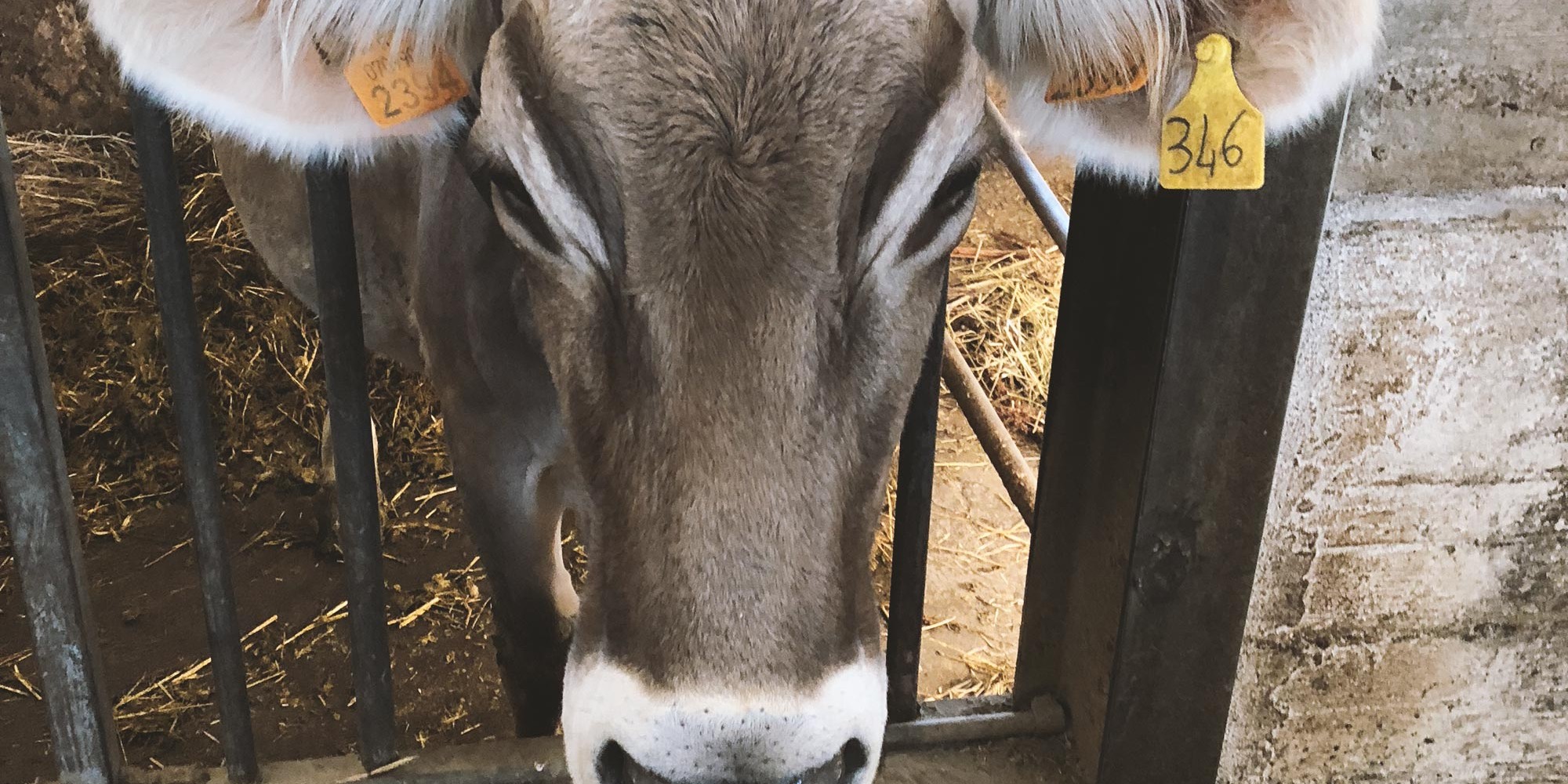 Kuh-Landwirschaftspraktikum